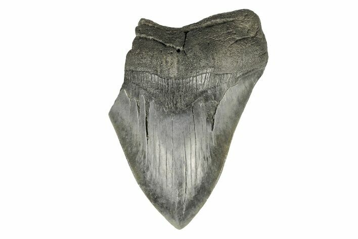 Partial Megalodon Tooth - South Carolina #193982
